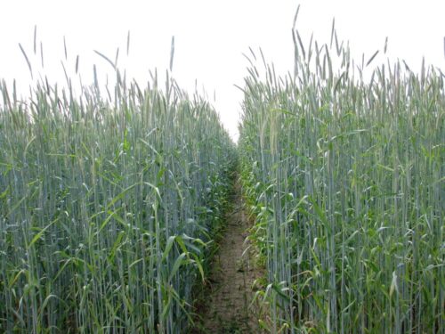 Produkcja ekologiczna w Polsce, Inspekcja Jakości Handlowej Artykułów Rolno-Spożywczych, ijhar-s, żywność ekologiczna