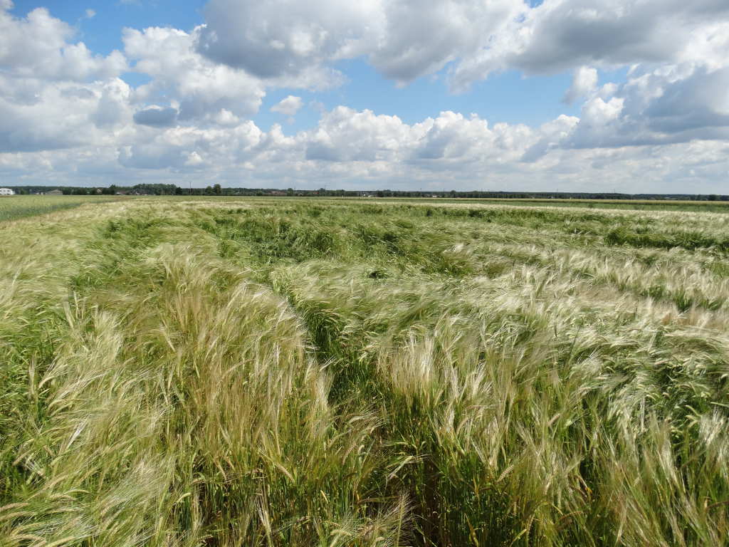 jęczmień jary, jęczmień pastewny, jęczmień na pasze