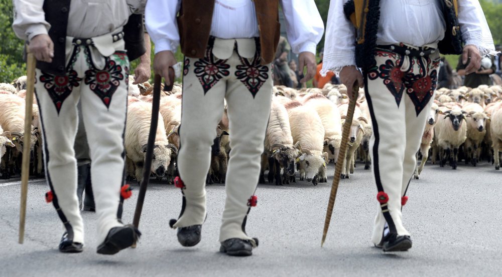 baca, juhas, wypas owiec, produkcja serów, hodowla owiec