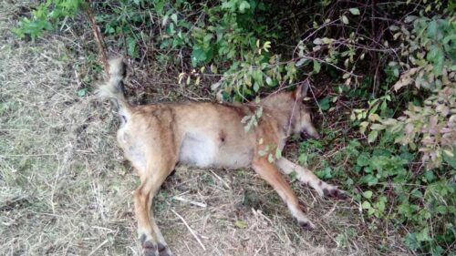 Służba Celno-Skarbowa, kłusownictwo, walka z kłusownictwem, Państwowa Straż Rybacka