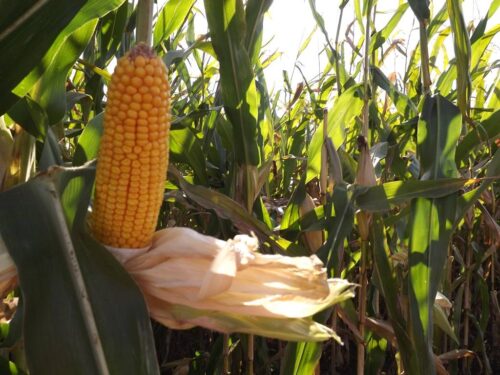 kukurydza