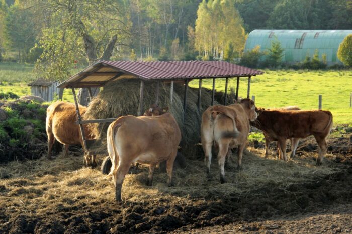 bydło mięsne limousine, hodowla, Romuald Ptach