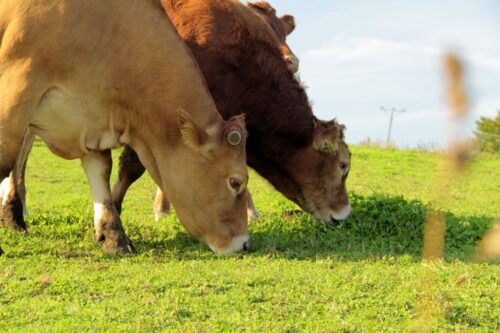 bydło mięsne limousine, hodowla, Romuald Ptach