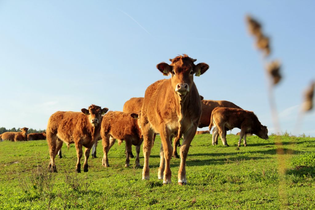 branża mięsna, pomoc dla Ukrainy, UPEMI, produkcja mięsa