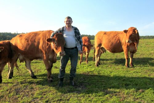 bydło mięsne limousine, hodowla, Romuald Ptach