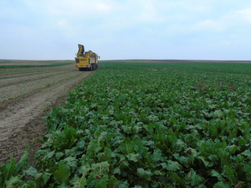 liście, buraki, kombajn, pole