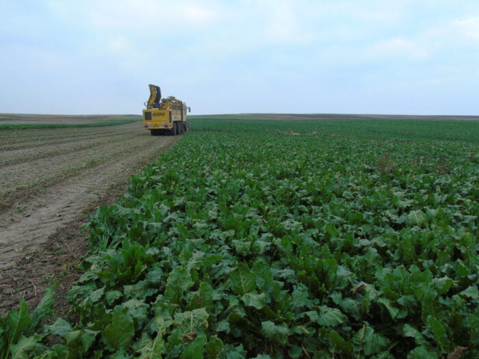 liście, buraki, kombajn, pole