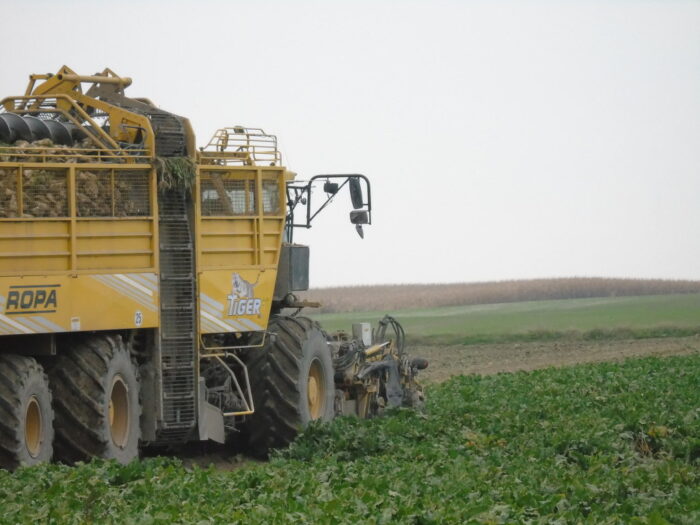 buraki, kombajn, zbiór