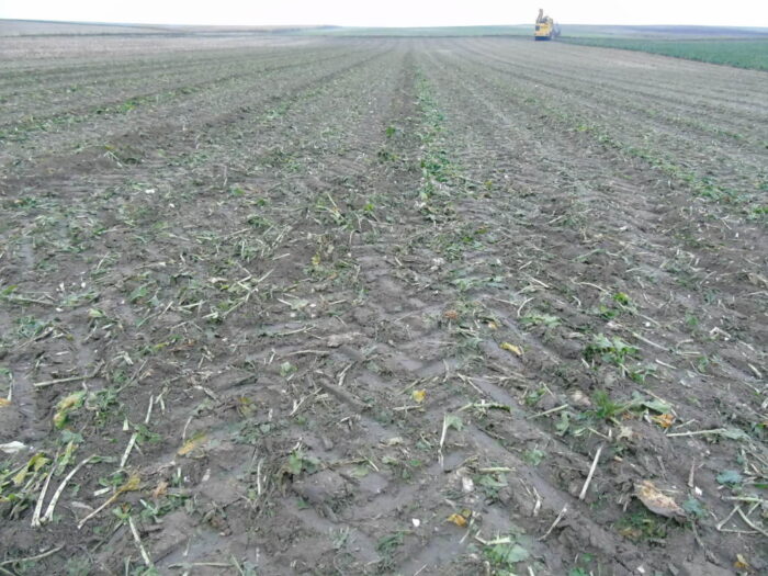 liście buraków, pole, gleba