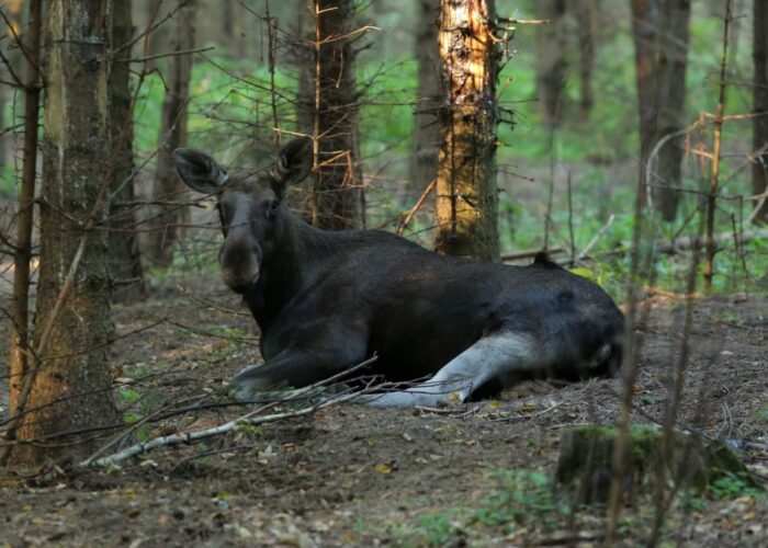 łosie, polowanie na łosie, Moratorium na odstrzał łosi, ministesrtwo środowiska, jan szyszko