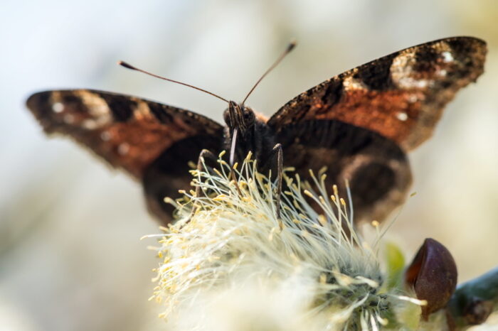 owady latające, owady zapylające, Caspar Hallmann, Uniwersytet Radboud