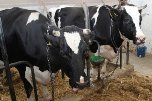 bydło, krowy mleczne, mleko, typy użytkowe bydła i rasy bydła mlecznego, seminarium