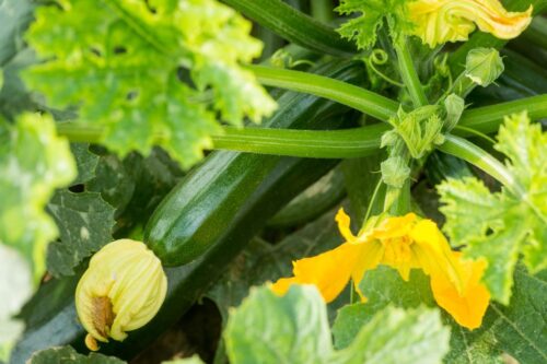 warzywa świeże, ogórki, marchew, cebula