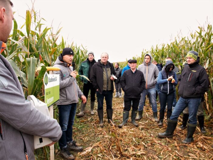osadkowski, zielin, pomorze zachodnie, zielona pola lato