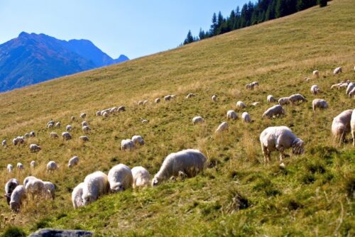 wypas owiec, owce, małopolska, podhale, Zespół Parków Krajobrazowych Województwa Małopolskiego