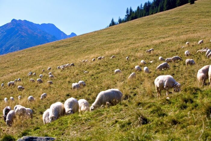 wypas owiec, owce, małopolska, podhale, Zespół Parków Krajobrazowych Województwa Małopolskiego