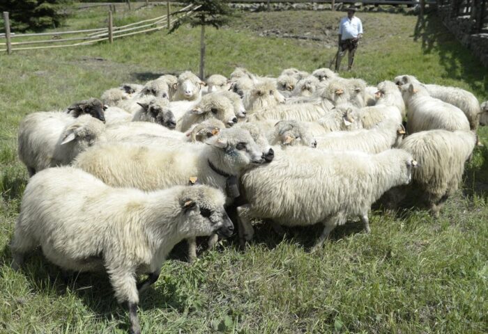 owce, wypas owiec, Stanisław Kutyna, Regionalny Związek Hodowców Owiec i Kóz w Sanoku