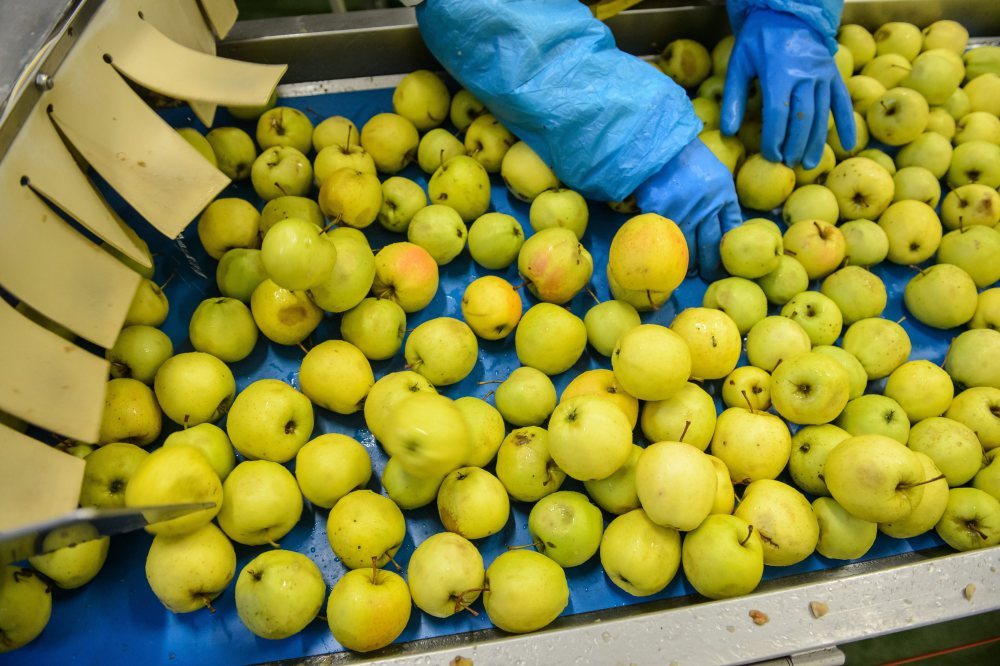 zbiory owoców, przetwórstwo owoców, Barbara Groele, Krajowa Unia Producentów Soków, kups