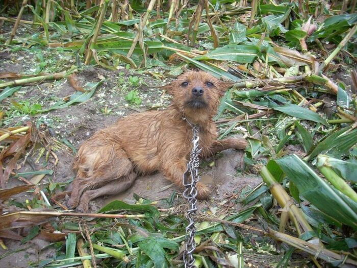 Schronisko dla Bezdomnych Zwierząt w Gaju, wielkopolska, pies popcorn, zwyrodnialstwo