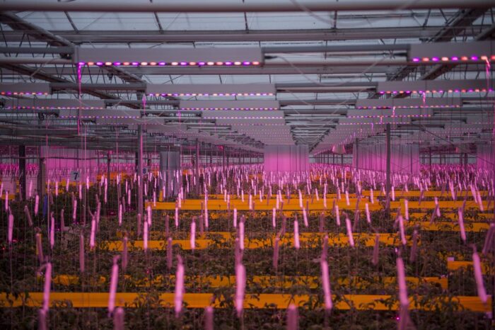oświetlenie LED w szklarni, Signify, Philips Lighting, Gospodarstwo Ogrodnicze Łukasz Budyta, uprawa pomidora malinowego