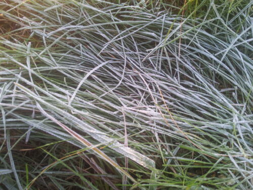 trawa, powiat moniecki, przymrozek