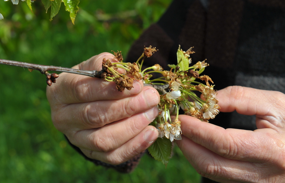 poszkodowani przez wiosenne przymrozki, wiosenne przymrozki, straty w uprawach, straty w sadach