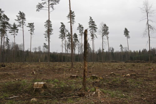 puszcza białowieska, wycinka puszczy białowieskiej, jan szyszko, ministerstwo środowiska, komisja europejska