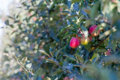 sady jabłkowe, odmiany drzew, odmiany jabłek, mazowsze, wypełnianie ankiet, urząd statystyczny