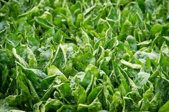 rolnictwo ekologiczne, produkcja ekologiczna, MRiRW, nasiona wysokiej jakości