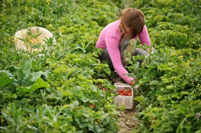 pracownicy sezonowi, praca, pracodawca, praca tymczasowa, rząd, opodatkowanie pracowników sezonowych