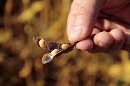 pasze GMO, soja, zakaz stosowania pasz GMO,