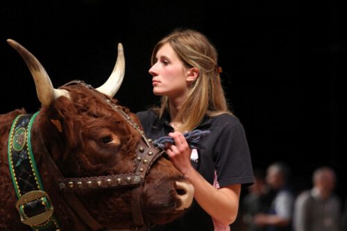 Sommet de l'Elevage, bydło mięsne, bydło mleczne, limousine