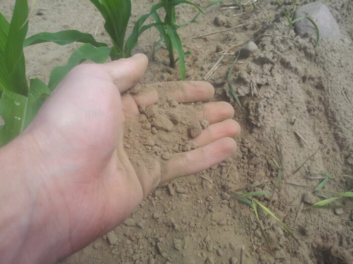 susza, kujawy i Pomorze, Bartłomiej Michałek