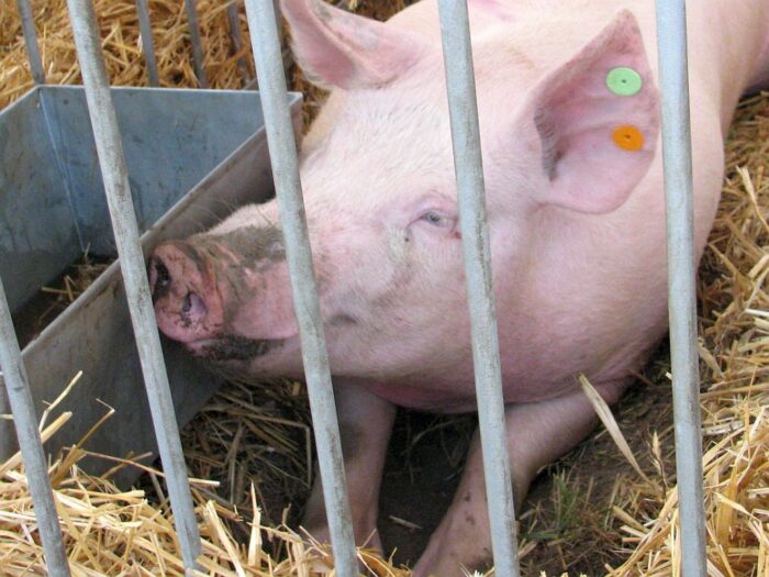 NSZZ Rolników Indywidualnych Solidarność, wsparcie dla hodowców świń, trzoda chlewna, asf