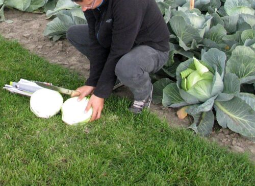 import warzyw z Macedonii, macedonia, sejmowa komisja rolnictwa, uprawa warzyw, bezcłowe kontyngenty