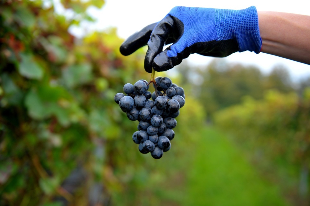 wina, produkcja wina, przemysł winiarski, winobranie, fundacja Galicja Vitis, podkarpacie, ewa wawro