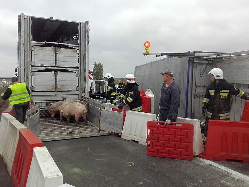 wypadki z udziałem maszyn rolniczych, policja, wypadki na drogach, wielkopolska, małopolska, pomorze, świnie na A2