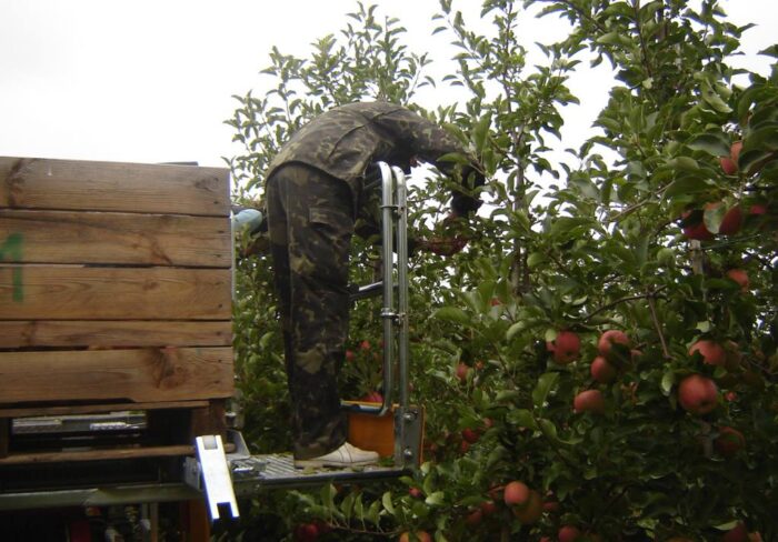 sadownictwo, sad, owoce, Sochaczew, Łowicz, zbiór owoców