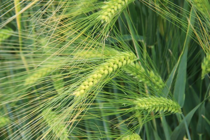 zboza_zbiory_prognozy_ierigz