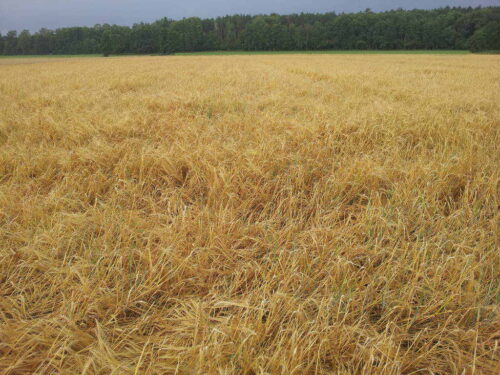 jęczmień, pole