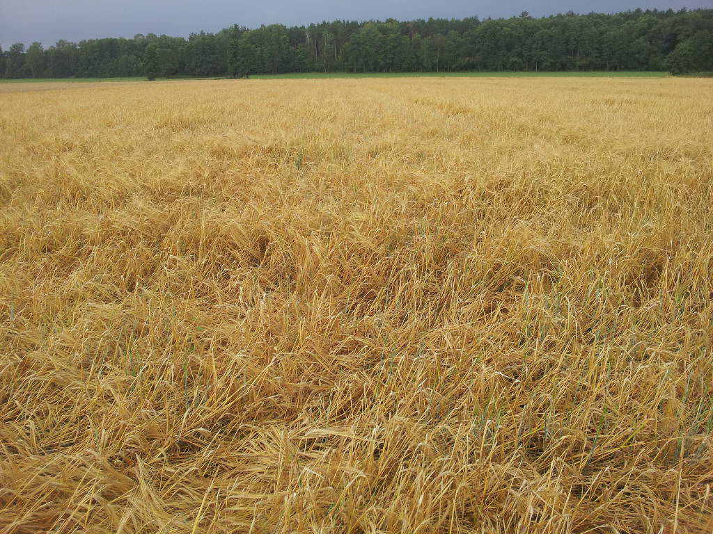 jęczmień, pole