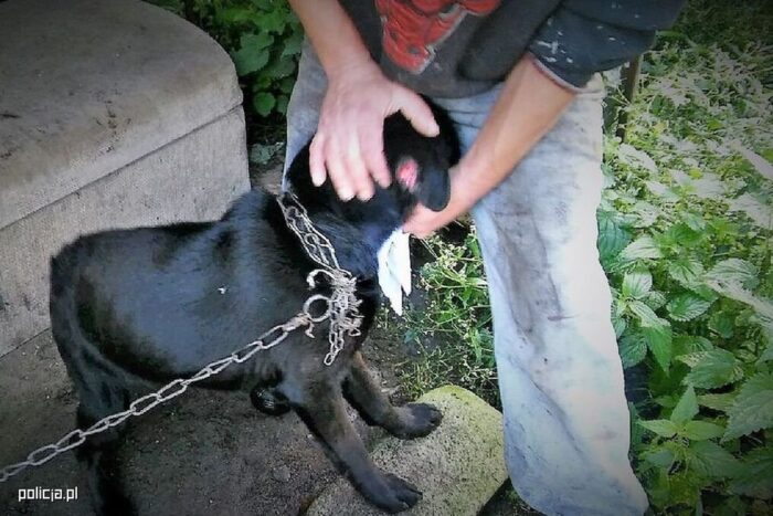 znęcanie się nad zwierzętami, zabijanie zwierząt, policja, oprawcy zwierząt