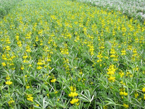 rośliny białkowe, soja, łubin, groch, coboru, Edward Gacek, sejmowa komisja rolnictwa