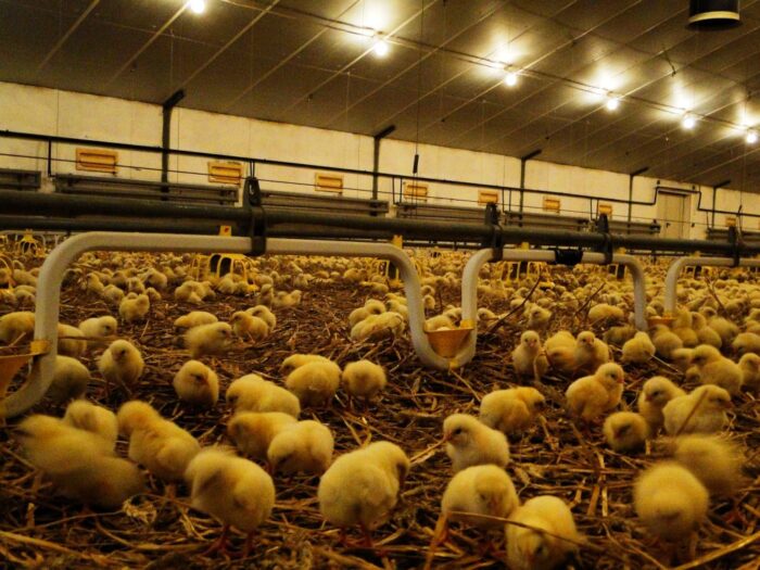 drobiarze, hodowla drobiu, drób, brojlery, produkcja brojlerów