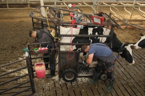 CGen korekcja", aplikacja, bydło mleczne, korekcja racic
