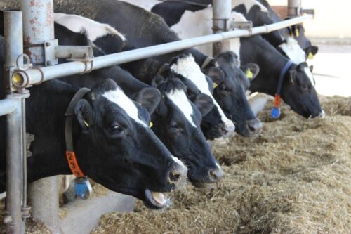 bydło, seminarium,mleko, bydło mleczne, Chodów, Łowicz, Federacja Związków Pracodawców-Dzierżawców i Właścicieli Rolnych