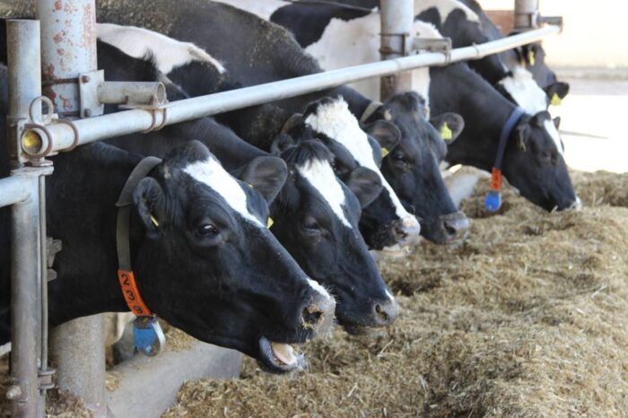 bydło, seminarium,mleko, bydło mleczne, Chodów, Łowicz, Federacja Związków Pracodawców-Dzierżawców i Właścicieli Rolnych