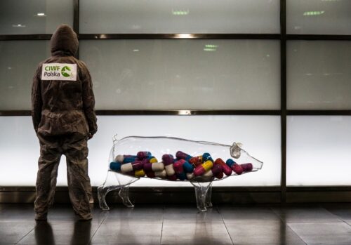 antybiotyki w leczeniu zwierząt, antybiotykooporność, zużycie antybiotyków, zwierzęta hodowlane