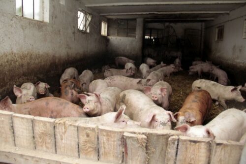 walka z asf w polsce, asf w polsce, specustawa asf, odstrzał dzików, polski związek łowiecki