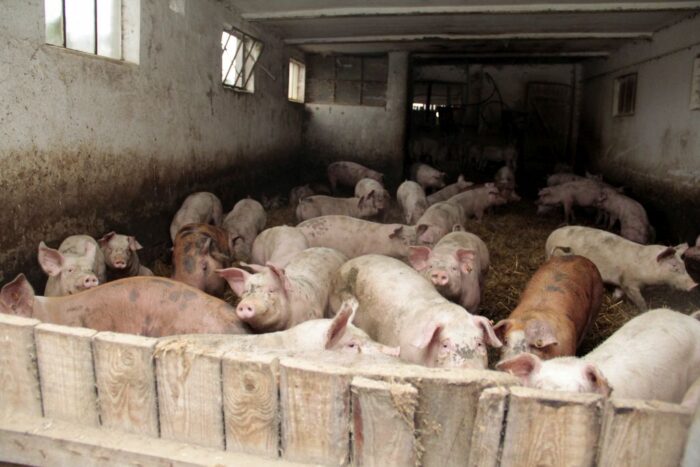 walka z asf w polsce, asf w polsce, specustawa asf, odstrzał dzików, polski związek łowiecki